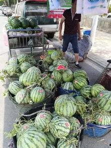 陇南网红吃瓜事件,揭秘网络舆论背后的真相与反思